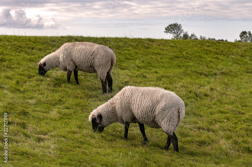 Grasende Schafe auf einer Weide bei bewölktem Himmel