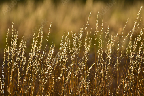field of grass