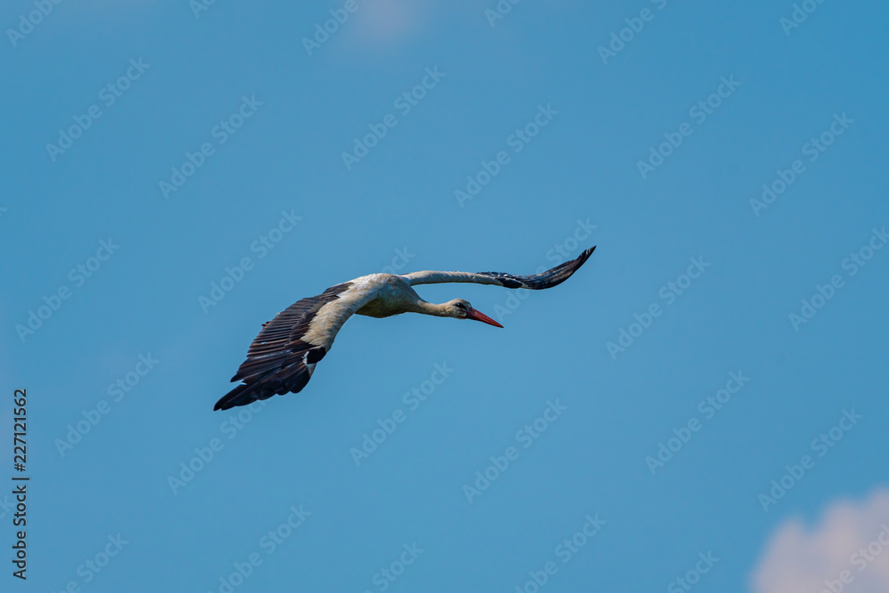 stork in flight