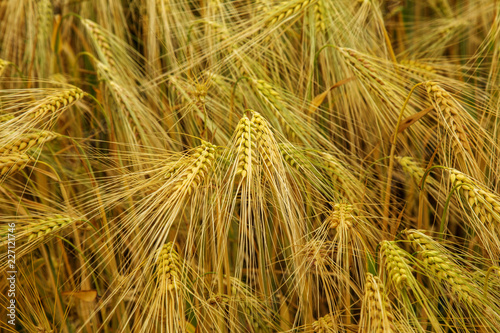 Wheat field. Ears of golden wheat close up. Beautiful nature landscape nature. Rural landscape of good grain harvest. Background of ripening ears of field of meadow wheat. The concept of rich harvest