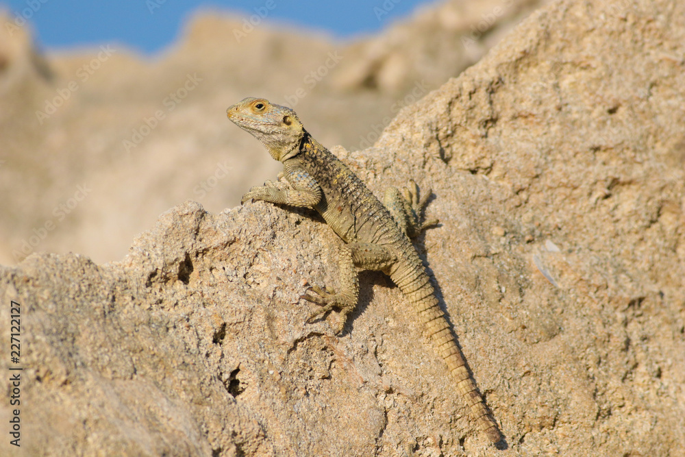Agama lizard Stellagama stellio displaying on rock Agama lizard Stellagama stellio displaying on rock