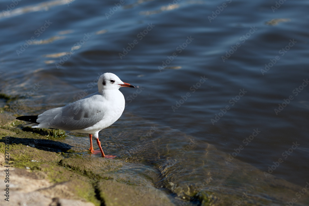 Larus canus. blue-headed gull on the river bank. Larus canus. blue-headed gull on the river bank.
