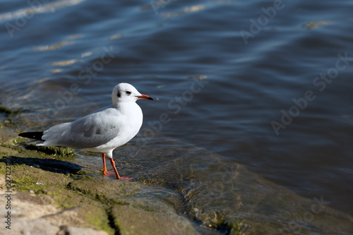 Larus canus. blue-headed gull on the river bank.
