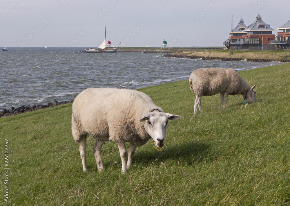 Schafe grasen am Deich von Stavoren am Ijsselmeer in Niederlande Schafe grasen am Deich von Stavoren am Ijsselmeer in Niederlande