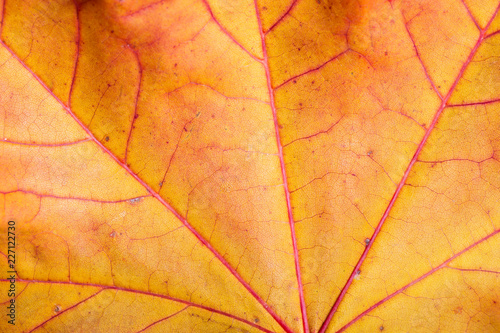 Maple leaves background. Macro shot