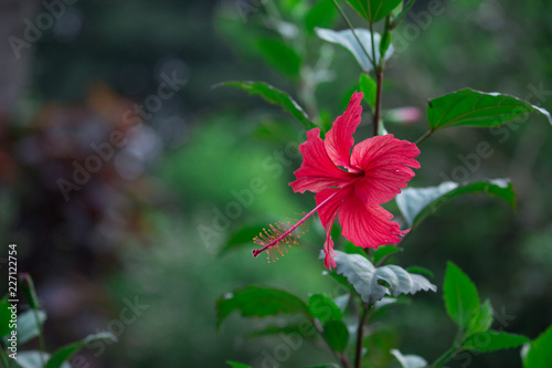 Beautiful Hibiscus flower hanging from the plant in the garden seen in a soft blurry background