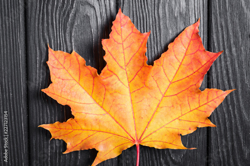 Maple leaf on wooden rustic background