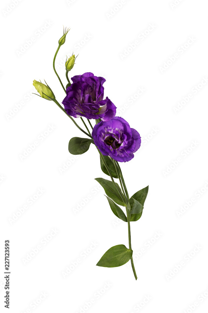 Obraz premium Purple eustoma flowers (prairie gentian) isolated on white background.