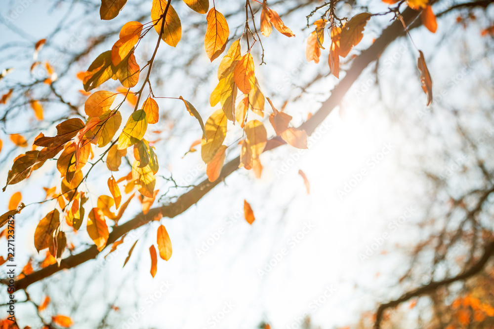 Multi colored autumn leaves over sunny sky Multi colored autumn leaves over sunny sky