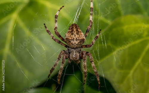 Spinne im Netz © AL-U-MA