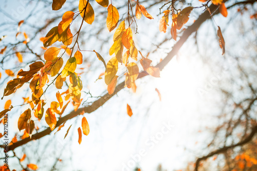 Multi colored autumn leaves over sunny sky  © Mariusz Blach
