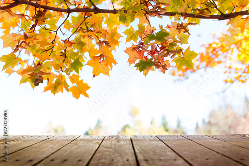 Multi colored autumn tree leaves over wooden deck