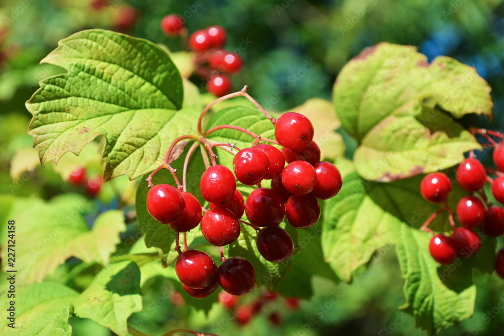 Red Viburnum berries tree in autumn. Close up of hanging fruit bunch. Red Viburnum berries tree in autumn. Close up of hanging fruit bunch.