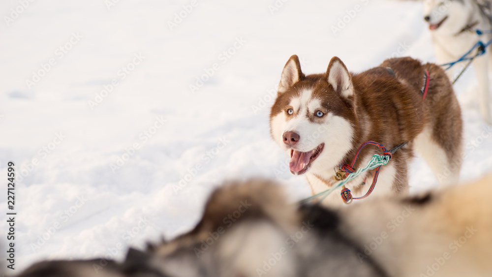 Naklejka premium Dogs Siberian Husky in harness