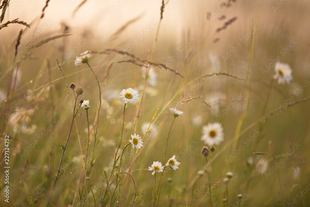 nice weather: summer meadow at sunrise