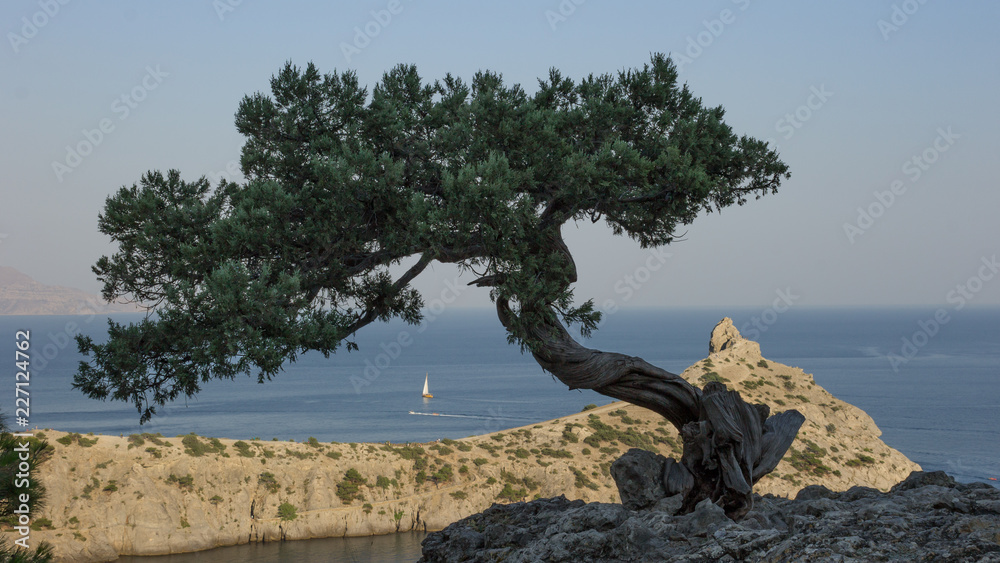 Crimean juniper. View of Cape Kapchik. Sudak Reserve. 