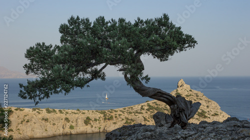 Crimean juniper. View of Cape Kapchik. Sudak Reserve. 