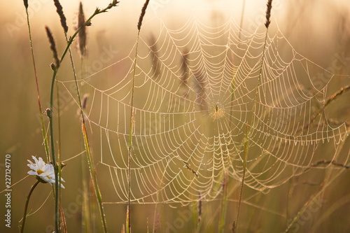 nice weather: spiderweb on a summer meadow 