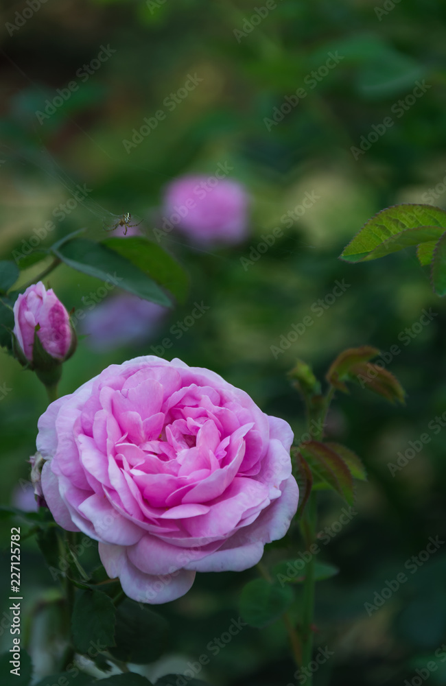 Garden rose flower