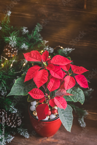 Christmas Poinsettia isolated potted on the vintage rustic background. Toned image.