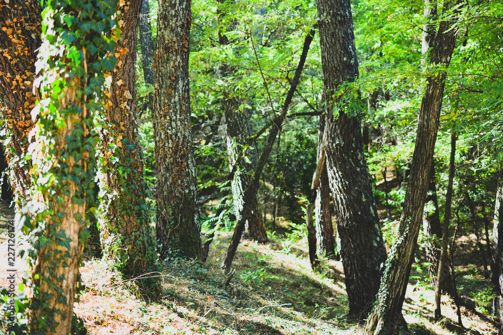 Obraz premium Wald mit grünen Bäumen