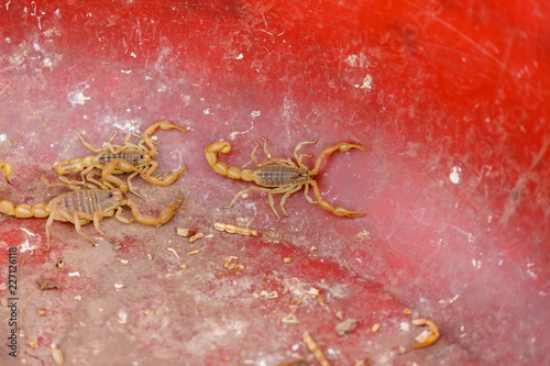 Scorpion in a plastic tub - captured in Kashgar (Xinjiang) photo