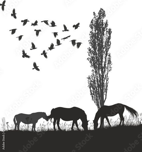 Horses and ravens