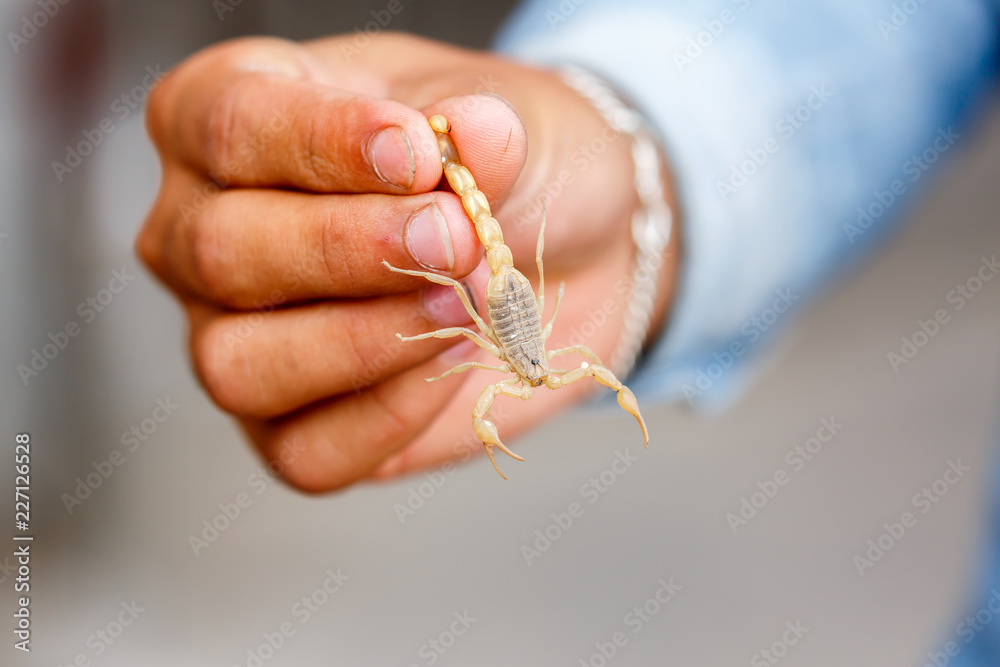 Man holding scorpion (Kashgar, Xinjiang)