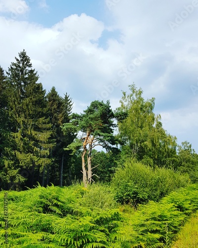 Forêt d'Allemagne photo