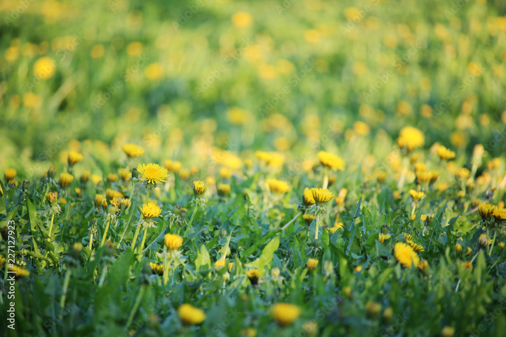 A dandelion meadow in spring season A dandelion meadow in spring season