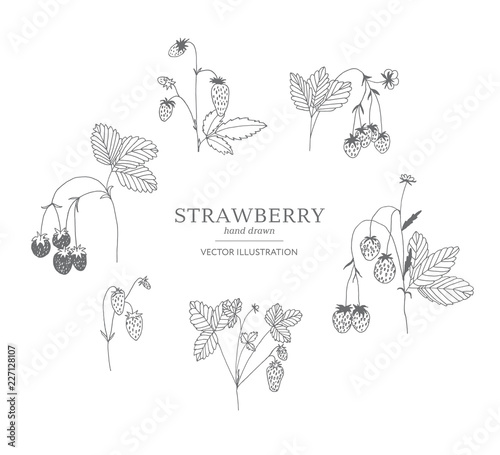 Hand drawn strawberry set.