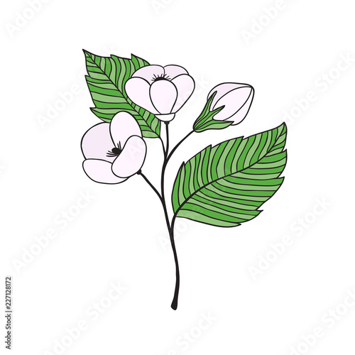 Cherry flower illustration. Floral print design.