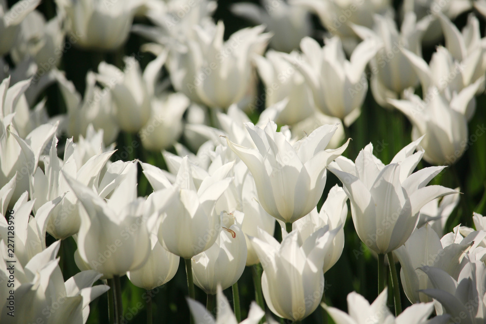 A field of white tulips blossoming in spring