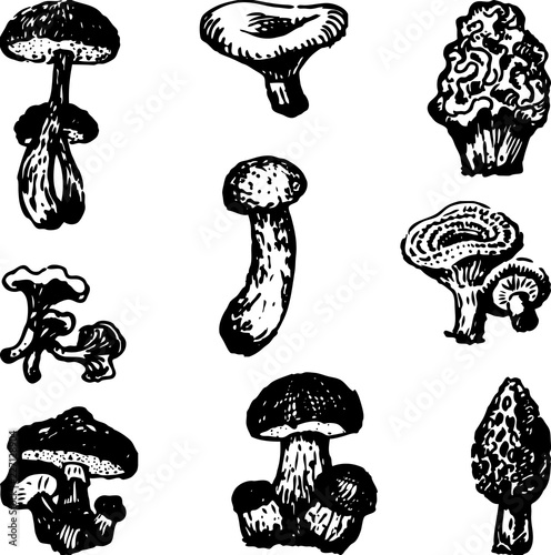 Vector image of various edible mushrooms