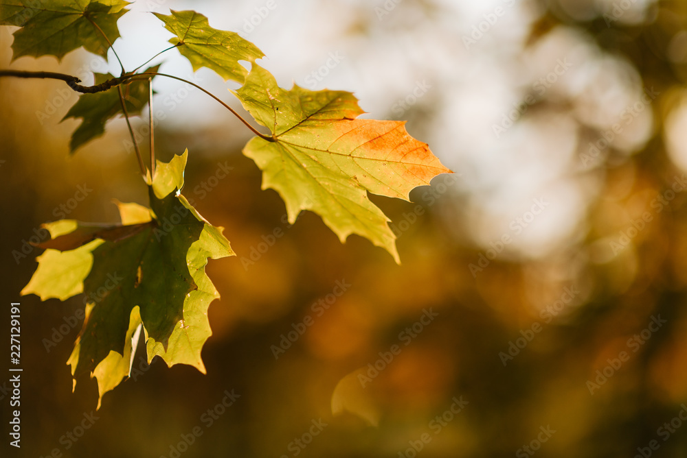 In a Park red trees, sun shining among trees, autumn landscape. In a Park red trees, sun shining among trees, autumn landscape.