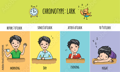 Chronotype of people: owl. Typical of the person's daily activity. Daily regime of owl. Vector illustration of owl chronotype. Evening active people.