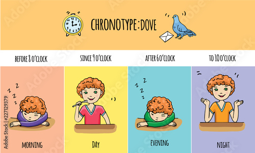 Chronotype of people: dove. Typical of the person's daily activity. Daily regime of pigeon. Vector illustration of dove chronotype. Type of person.