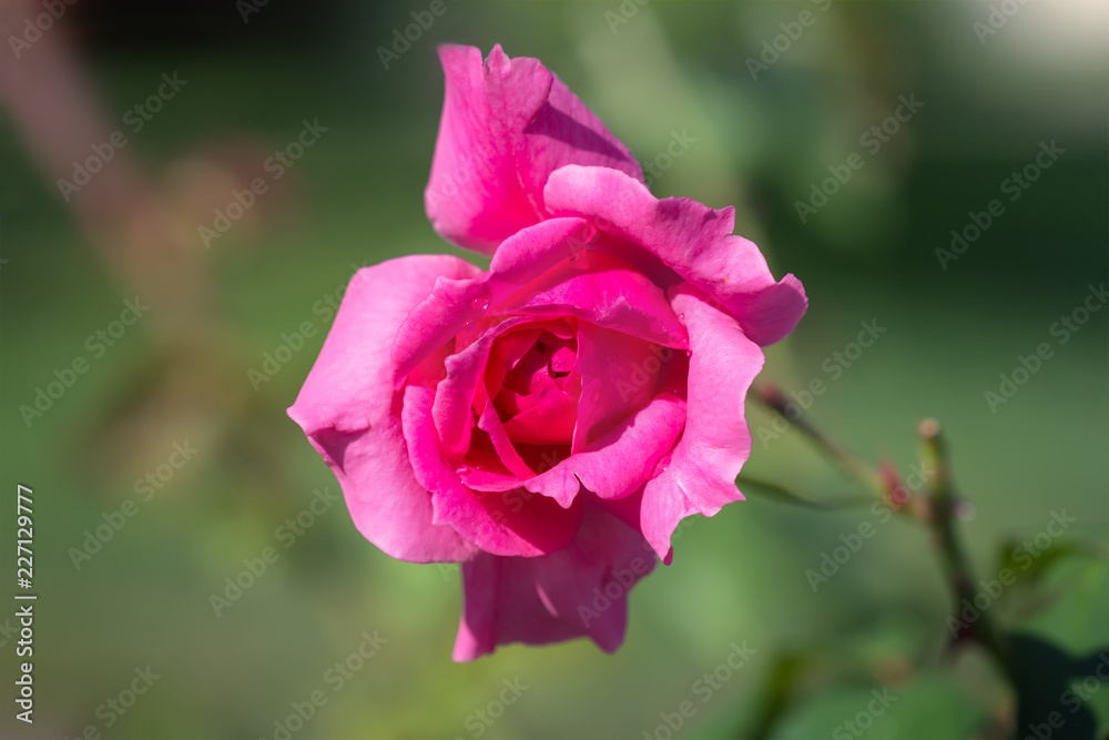 Pink rose in the garden. Pink rose in the garden.