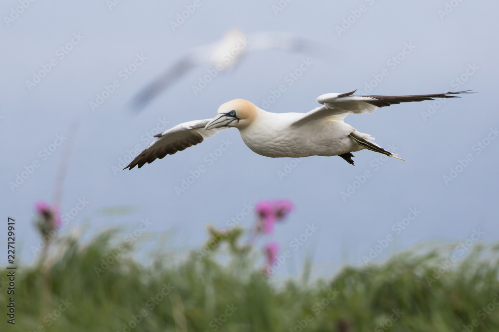Fototapeta premium Northern Gannet (Morus bassanus) in Flight