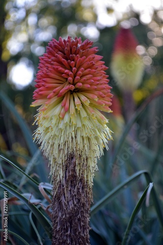 from yellow to red flowers of the torch lily (Kniphofia caulescens) photo