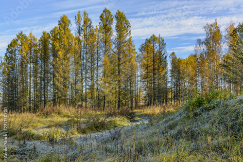 Autumn frosty morning in the forest. Russia.