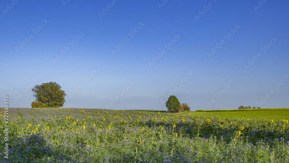 Fototapeta premium Sonnenblumenwiese