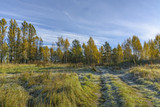 Autumn frosty morning in the forest. Russia.