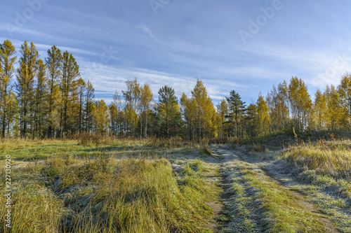 Autumn frosty morning in the forest. Russia.