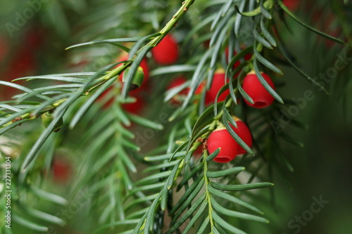 Rote Beeren an einer europäischen Eibe im Herbst