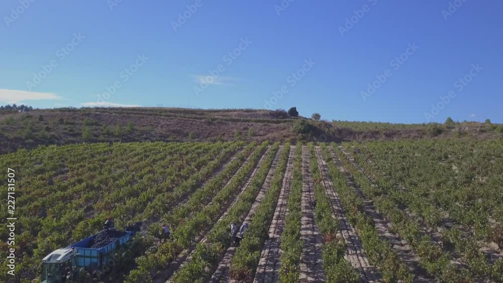 Vendimia en Rioja Alavesa Vendimia en Rioja Alavesa