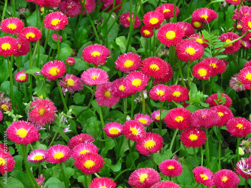 red full-blown garden daisies on a summer bed, natural photo texture red full-blown garden daisies on a summer bed, natural photo texture