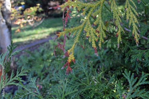 green brown branch of hibiscus tree  thujopsis dolabrata  in autumn