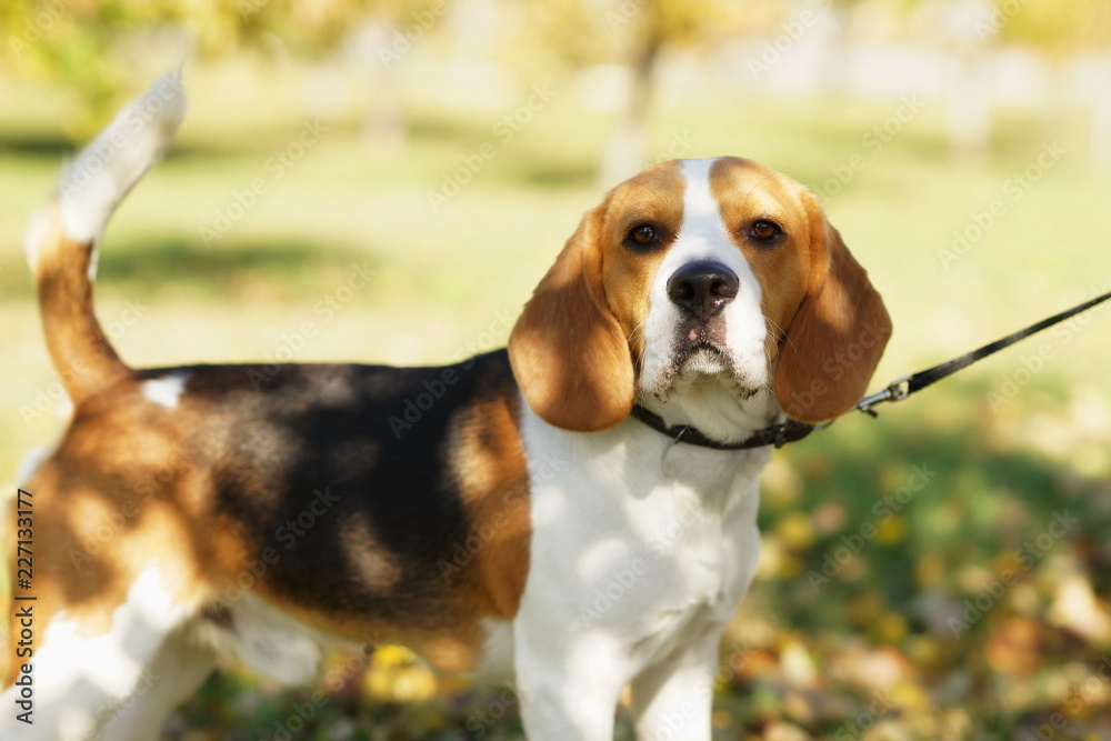 Cute dog beagle portrait  in outdoor park
