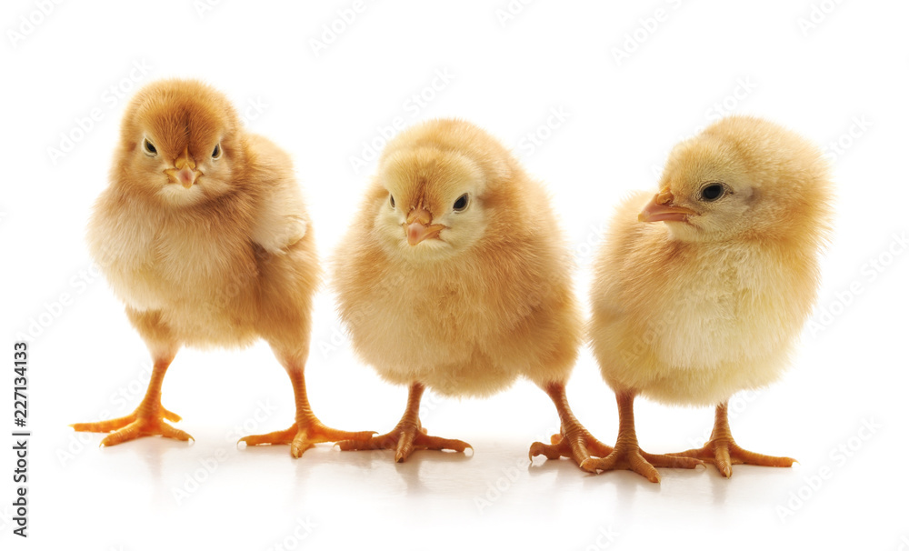 Three little chickens. Three little chickens.